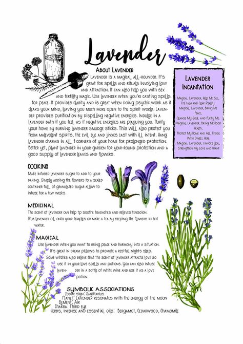 LAVENDER Witchcraft Practice, Book Of Shadows Journal, Book Of Shadows Pages, Witchcraft Herbs, Grimoire Pages, Magickal Herbs, Witch Herbs, Magia Das Ervas, Green Witchcraft