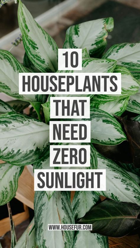 Low Light House Plants, Houseplants Low Light, نباتات منزلية, Household Plants, Decor Western, Decor Eclectic, Inside Plants, Growing Plants Indoors, Best Indoor Plants