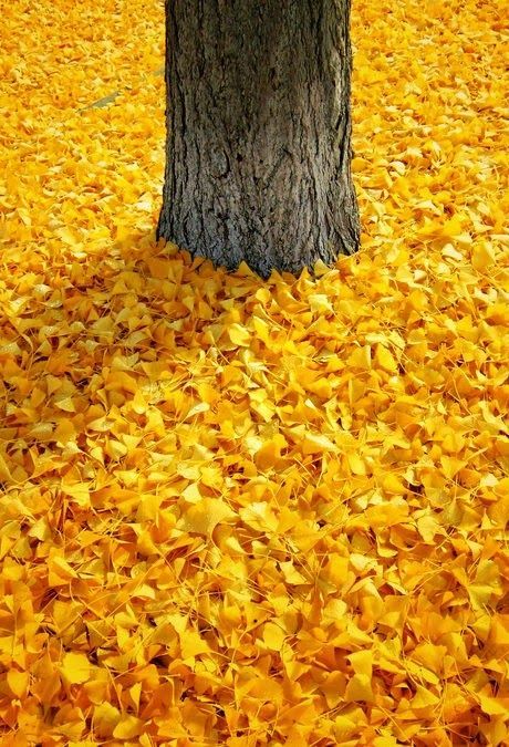 Just posted! The Sun https://clubvola.wordpress.com/2017/09/08/the-sun/ Autumn Yellow Aesthetic, Leaves On The Ground, Image Zen, Yellow Autumn, Golden Autumn, Fabulous Fall, Autumn Beauty, Yellow Aesthetic, Yellow Leaves