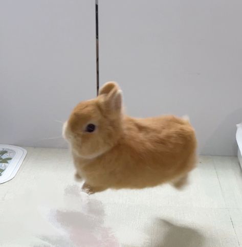 Pet Bunnies, Pictures Of Pets, Funny Animal Pics, Adorable Drawings, Small Bunny, Bunny Fashion, Fluffy Rabbit, Cute Bunny Pictures, Cute Bunnies