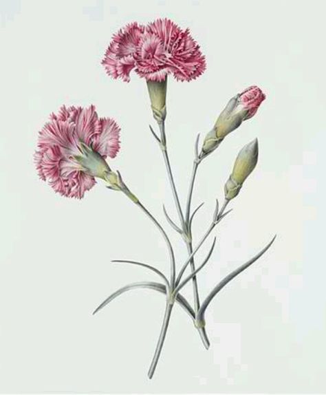 Carnations Michel De Montaigne, Carnation Flower, Plant Painting, Botanical Drawings, Art Google, Botanical Illustration, Flower Tattoos, Botanical Art, 그림 그리기