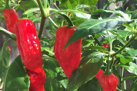 Anaheim Peppers, Anehiem Peppers Recipe, Anaheim Pepper Recipes, Fresno Peppers, Tabasco Pepper, Piquillo Peppers, Types Of Peppers, Growing Peppers, Stuffed Anaheim Peppers