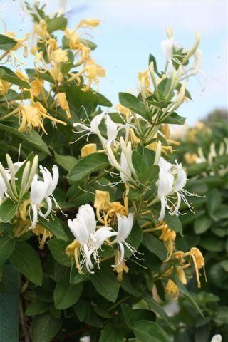 Lonicera Periclymenum, Pink Honeysuckle, Lonicera Japonica, Pollinator Garden Design, Japanese Honeysuckle, White And Yellow Flowers, Honeysuckle Flower, Plant Catalogs, Instagram Background