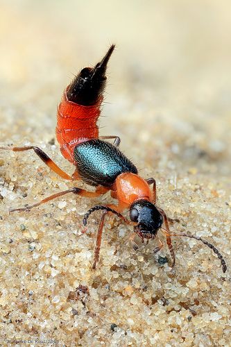 Fake stinger | Flickr - Photo Sharing! Creepy Insects, Insect Close Up, Insects Close Up, Pictures Of Insects, Beatle Photography Insect, Wet Sand, Wasp Mantidfly, Beetle Insect, Bees And Wasps