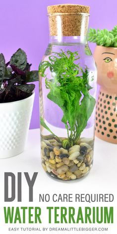 Indoor Plant Hacks, Indoor Plants Decor, Water Terrarium, Plants In Jars, Tattoo Plant, Indoor Water Garden, Plants In Bottles, Beautiful Terrariums, Black Thumb