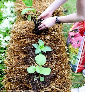 4 Reasons to Start a Hay-Bale Garden - Photo by Kevin Fogle (UrbanFarmOnline.com) Hay Bale Garden, Hay Garden, Straw Gardening, Haybale Gardening, Hay Bale Gardening, Strawbale Gardening, Straw Bale Garden, Gardening Raised Beds, Modern Gardening