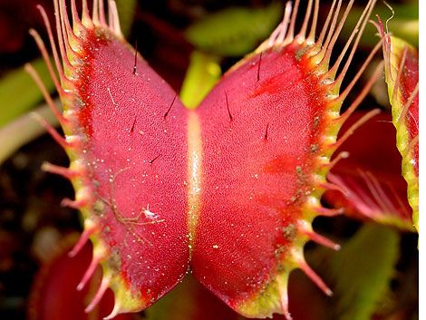 Top 10 Most Dangerous Plants in the World - Popular Mechanics Plants Wall, 4th Grade Science, Science Videos, Venus Fly Trap, Kindergarten Science, Science Resources, Carnivorous Plants, Elementary Science, Homeschool Science