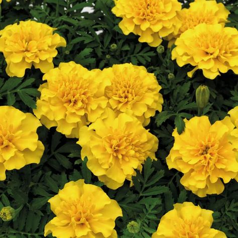 Yellow Marigold, Group Gifts, Golden Yellow, Super Hero, A Group, The Garden, Flower Patterns, Money Online, Seeds