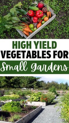 You don’t need a huge garden to have a bountiful harvest from your vegetable garden. You just need to focus on planting the right veggies to maximize your garden space. Using high yield vegetables for small gardens will help increase their productivity. Of course, getting the highest yield from your garden isn’t just about picking the right plants. Try to make sure you plan out your garden so plants with similar growing needs are next to each other. Planting Small Garden, Garden Spacing Vegetable, Vegetable Garden Designs Layout, Growing Vegetables In Small Spaces, Patio Garden Vegetable, Vegetable Garden Planting Layout, Small Vegetable Garden Layout Beginner, How Many Vegetables To Plant Per Person, Small Yard Garden Vegetables