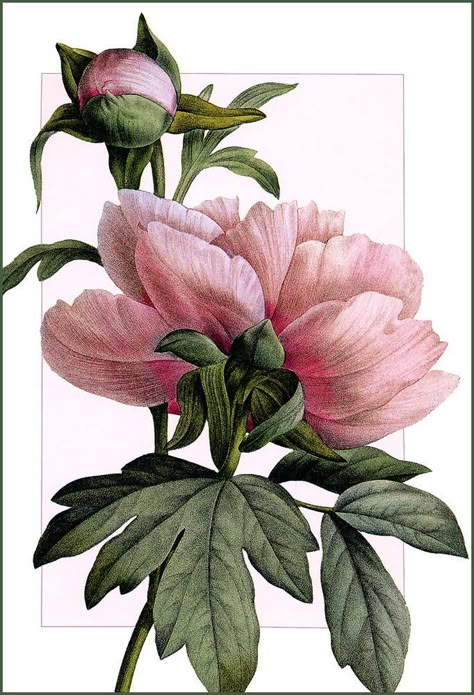 Kavery | Pierre Joseph Redouté Peony Illustration, Illustration Botanique, Vintage Botanical Prints, Botanical Painting, Botanical Watercolor, Botanical Illustrations, Botanical Drawings, Arte Floral, Botanical Flowers