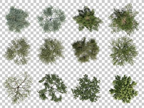 Tree Plan Photoshop, Photoshop Landscape Architecture, Tree Plan Png, Tree Psd, Photoshop Landscape, Landscape Architecture Graphics, Trees Top View, Tree Photoshop, Plant Texture