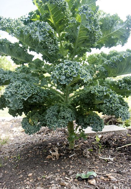 curly kale Farming Aesthetic, Cottagecore Baking, Types Of Kale, Kale Plant, Curly Kale, Tire Garden, Seed Starter Kit, Organic Pesticide, Seed Starter