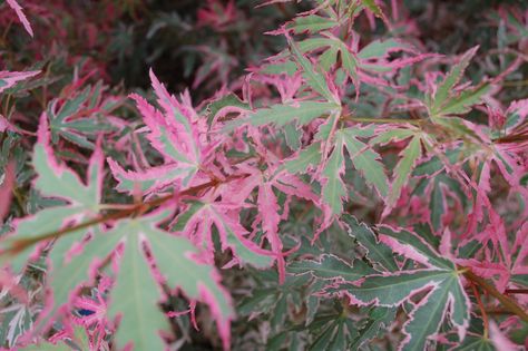 Acer palmatum "Taylor" Acer Palmatum, Japanese Maple, Plants, Flowers