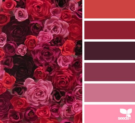 Design Seeds Color Palette, Seeds Color Palette, Design Seed, Seeds Color, Color Concept, Red Colour Palette, Design Seeds, Color Palette Design, Color Balance