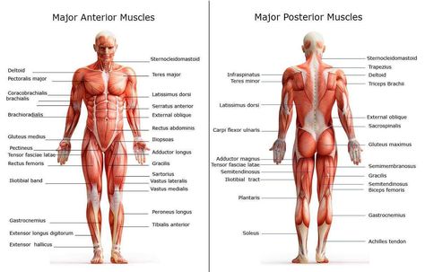 Major Muscles on the Back of the Body All Body Muscles Name, Muscle Chart Anatomy, Yoga Stretches For Back, Muscle Chart, Muscle Names, Stretches For Back, Human Body Muscles, Human Body Diagram, Body Muscle Anatomy