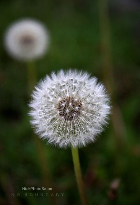 Dandelion Pictures, Dandelion Puffs, Foto Macro, Dandelion Flowers, Dandelion Art, The Dandelion, Dandelion Wish, Flower Guide, Dandelion Flower