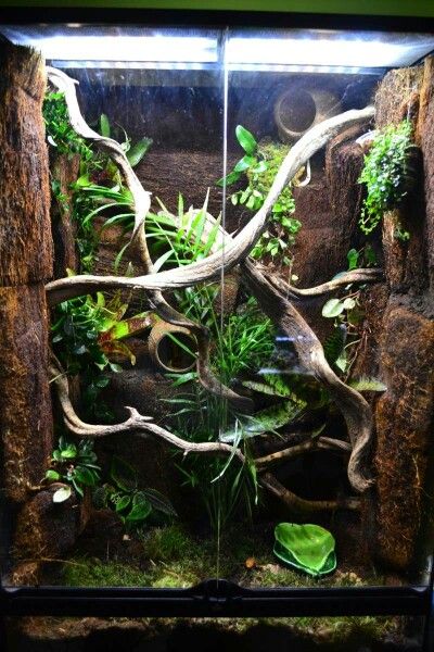 Crested Gecko Vivarium, Floor Bedding, Chameleon Terrarium, Crested Gecko Habitat, Tree Frog Terrarium, Gecko Vivarium, Bioactive Vivarium, Gecko Habitat, Snake Terrarium