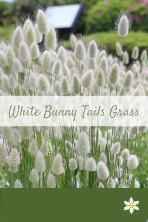 This is a pin about white bunny tails grass Bunny Tail Plant, Bunny Tail Plant Ornamental Grasses, Bunny Grass Plant, Bunny Tail Grass Gardens, White Flower Plant, Bunny Tails Plant, Bunny Tail Flower, Pink And White Garden, White Landscaping