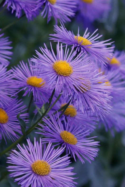 Wild Field Flowers, Canadian Wild Flowers, Flower Aesthetic Photography, Wildflower Sleeve, Italian Wedding Aesthetic, Wildflowers Aesthetic, Ella Core, Purple Wild Flowers, Meadow Wildflowers