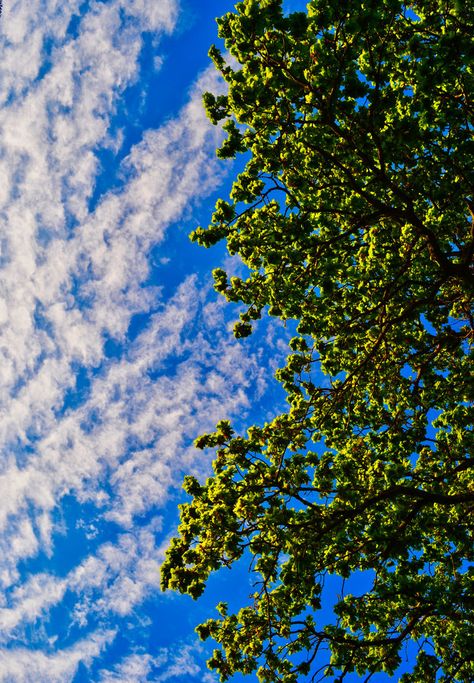 Blue Sky Photography, Aesthetic Clouds, Artsy Photos, Flowery Wallpaper, Blue Sky Background, The Blue Sky, Moon Photography, Phone Wallpaper For Men, Sunset Canvas