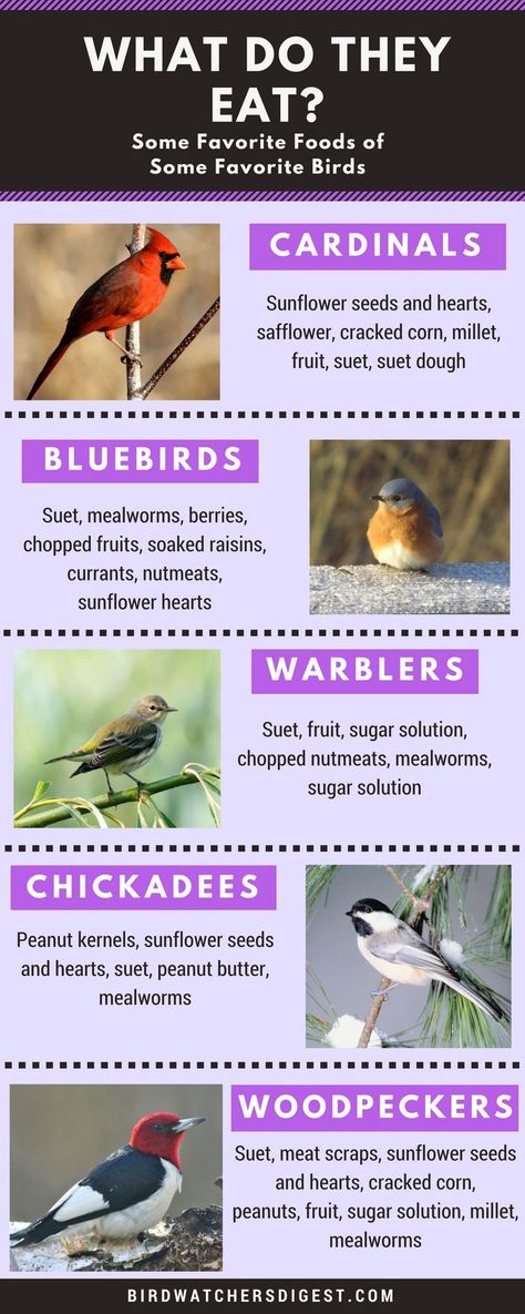 Backyard Birds Watching, Backyard Birds Sanctuary, Backyard Birds Feeders, Bird Suet, Feed The Birds, What Is A Bird, Bird Feeding, Bird House Kits, Birds And The Bees