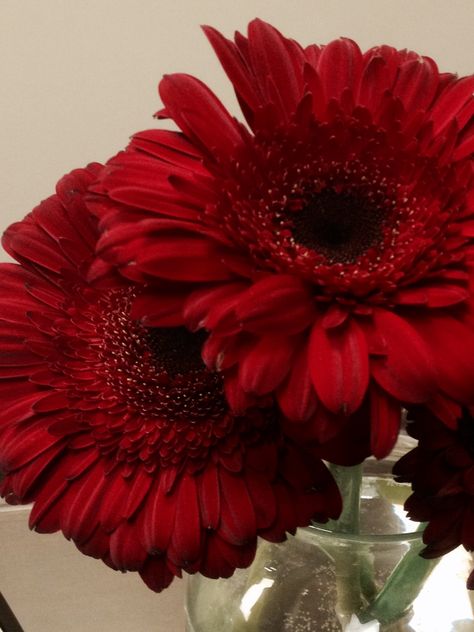 Daisy Arrangements, Red Gerber Daisy, Valentines Week, Red Gerbera, Valentine's Week, Gerber Daisies, Red Daisy, Gerbera Daisy, High School Art