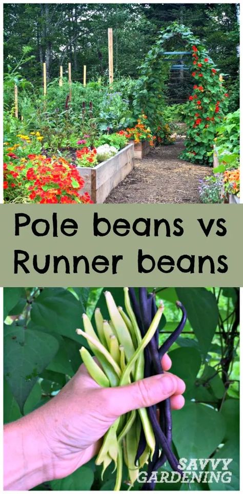 Growing Runner Beans, Pole Bean Trellis, Bean Trellis, Scarlet Runner Beans, Growing Beans, Metal Garden Fencing, Growing Vegetables In Pots, Veggie Gardens, Planting Garlic