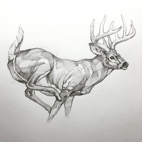 Hunting Drawings, Deer Sketch, Deer Artwork, Deer Drawing, Western Artwork, Deer Tattoo, Wood Duck, Eagle Art, Drawing Examples