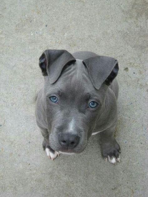 Pitbull, A Black, Blue Eyes, Grey, Blue, White, Black