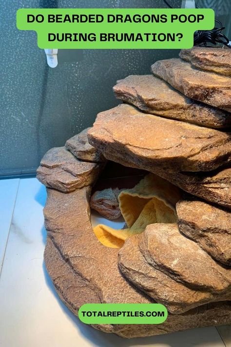 do bearded dragons poop during brumation Brumation Bearded Dragon, Dragon Bathroom, Bearded Dragon Care, Do Not Eat, Bearded Dragon, Reptiles, Habitat