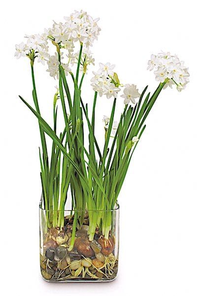 Bulbs In Water, Growing Bulbs Indoors, Forced Bulbs, Forcing Bulbs, Paper Whites, Indoor Water Garden, Growing Bulbs, Grow Flowers, Garden Bulbs