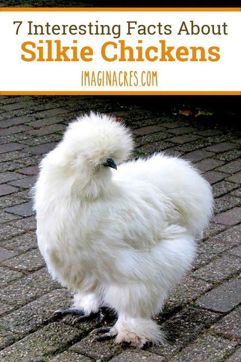 Bearded Silkie Chickens, White Silkie Chicken, Indoor Chicken Pet, Frizzell Chickens, Quiet Chicken Breeds, Banty Chickens, Silkie Chickens Coop, Pretty Chickens, Chickens Breeds