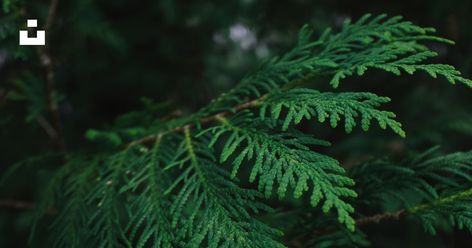 Thanks to @adamkring for making this photo available freely on @unsplash 🎁 Port Orford Cedar, Norse People, Arborvitae Tree, Cedar Oil, Cedar Closet, Temperate Rainforest, Real Christmas Tree, Forest Bathing, White Cedar