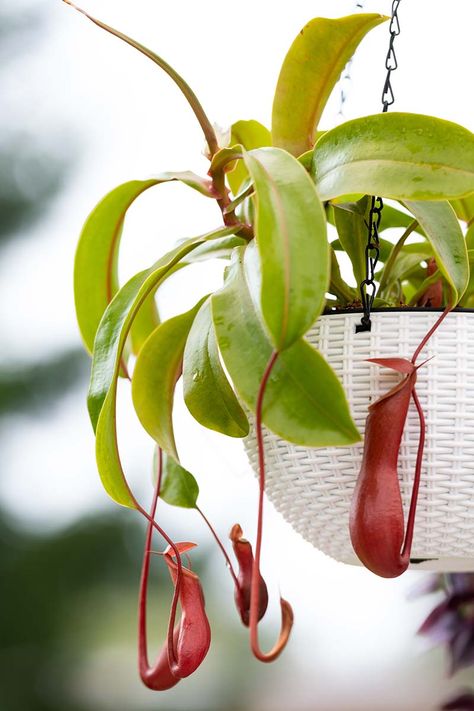 Tropical Pitcher Plant, Nepenthes Pitcher Plant, Pitcher Plant Care, Purple Pitcher Plant, Carnivorous Pitcher Plant, Houseplant Collection, Pitcher Plants, Plants Tropical, Succulent Bonsai