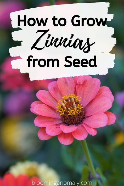 How To Grow Zinnias From Seed, When To Plant Zinnia Seeds, When To Plant Zinnias, Zinnias Garden Ideas, Zinnias From Seed, Growing Zinnias From Seed, Seed Collecting, Deck Flowers, Hillside Gardening