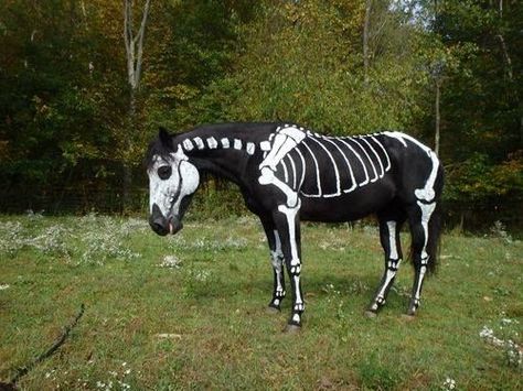 Skeleton Horse!!! Spooky! Horse Halloween Ideas, Horse Fancy Dress, Horse Halloween Costumes, Painted Horses, Horse Anatomy, Horse Costumes, Friesian Horse, Halloween Fancy Dress, Black Horse