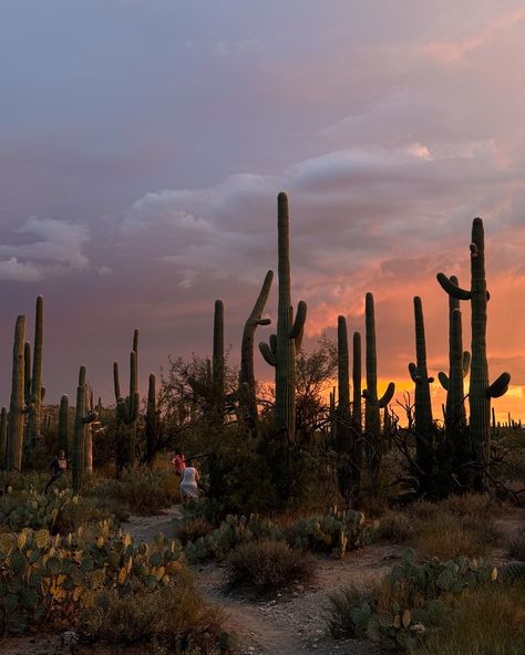 Got my mind on the desert and the desert on my mind 🌵🏜️☀️ #tucson #az #arizona #sabinocanyon #visittucson #visitarizona #desert #summervibes #viewsinarizona Desert Boho Aesthetic, Tuscon Arizona Aesthetic, Tucson Arizona Aesthetic, U Of Arizona, Sedona Arizona Travel, Arizona Aesthetic, Cowgirl Era, Tempe Town Lake, Desert Aesthetic