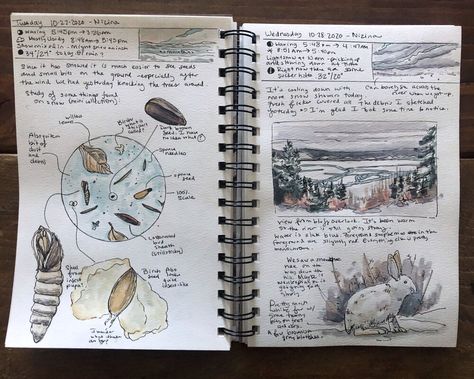 Nature journal pages studying winter. Debris on old snow, new snow, and a snowshoe hare. Zoology Aesthetic Notes, Nature Journal Ideas, Zoology Aesthetic, Process Journal, Snowshoe Hare, Field Journal, Notebook Sketches, Nature Journaling, Journal Therapy