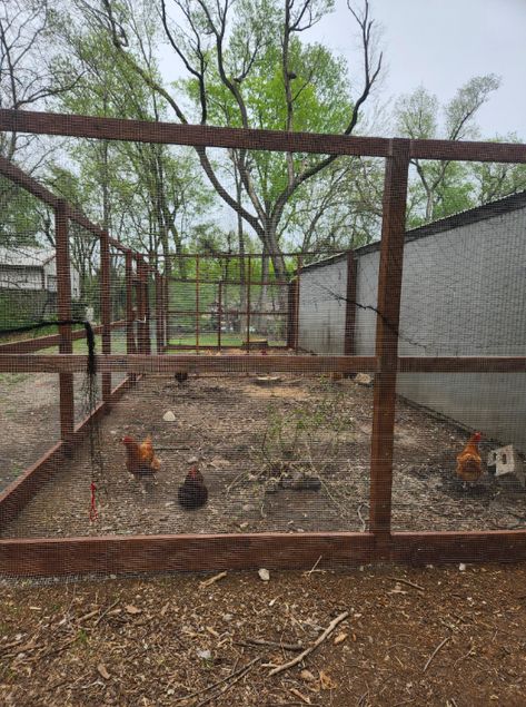 (4/25/23) Hi all, I have been wanting to do an article about my coop for a while now so here it is! Last year my silkie bantams were kept separate from my standard sized hens and rooster, they lived in an old well house turned chicken coop by my... Silkie Bantam, Well House, Old Well, Farm Projects, An Article, Chicken Coop, Coop, Rooster, Palace