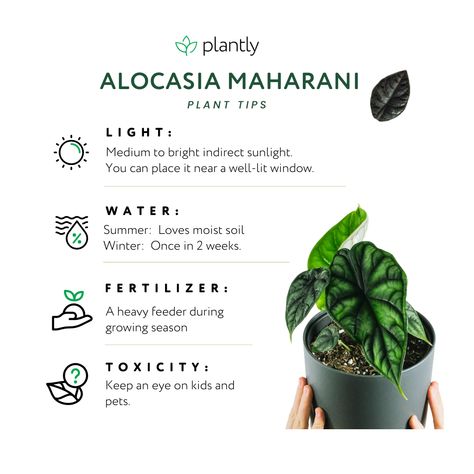 Alocasia Plant Care, Alocasia Care, Plants Names, Pinterest Plant, Indoor Oasis, All Things Green, Alocasia Plant, Plant Tips, Plant Care Instructions