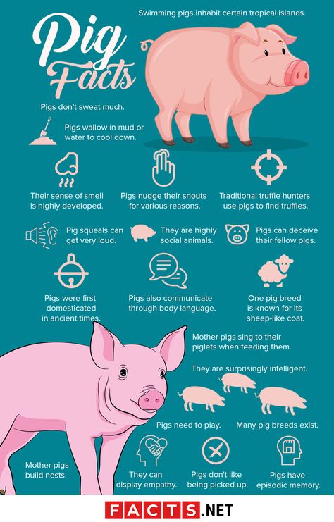 Mini Pig Care, Pig Facts, Hog Farm, Animal Infographic, Pig Showing, Pig Breeds, Raising Pigs, Swimming Pigs, Raising Farm Animals