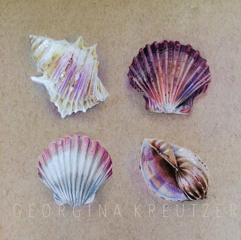 Image of Shell Study Kristina Webb, Drawing Study, Deco Marine, Prismacolor Art, Illustration Botanique, Colored Pencil Techniques, Toned Paper, Sugar Cane, Paper Drawing