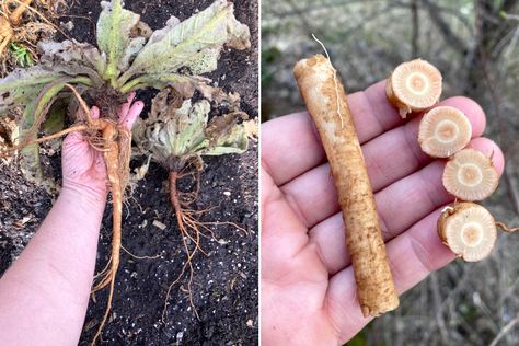 How To Harvest Mullein Seeds, How To Process Mullein, Mullein Root Benefits, How To Harvest Mullein, Drying Mullein Leaves, Mullin Herb, Mullein Root Tincture, Mullein Root Tincture Recipe, Mullein Tincture Recipe