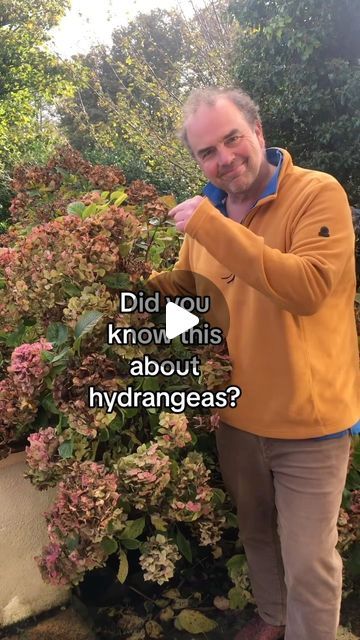 Simon Akeroyd on Instagram: "Not only can you cut the flower heads off hydrangeas now to provide you with a floral display all winter, but if you place the stems in water you will also get free hydrangea plants. This is because the stems sprout roots easily which you can insert into compost and each one will become a new hydrangea plant. #plantpropagation #growhydrangeas" Hydrangea Plant, When September Ends, September Ends, Hydrangea Care, Growing Hydrangeas, Hydrangea Garden, Plant Hacks, Inside Plants, Planting Hydrangeas