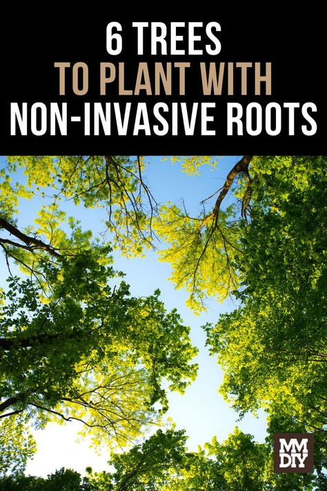 The Best Trees to Plant with Non-Invasive Roots Trees With Roots, Privacy Trees, Privacy Plants, Foundation Planting, Tree Roots, Yard Landscaping, Trees To Plant, Gardening Tips, Planting