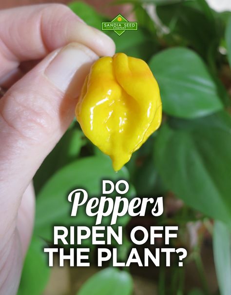 How To Put Up Banana Peppers, How To Ripen Peppers Indoors, How To Cut Peppers, Freezing Hot Peppers From Garden, Pepper Plants Growing Tips, Grow Bell Peppers From Scraps, Scotch Bonnet Pepper, Ghost Peppers, Scotch Bonnet