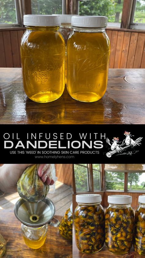 Golden Elixir: How to Make & Use Dandelion-Infused Oil - Homely Hens Infuser Recipes, Dandelion Uses, Dandelion Oil, Infusion Recipes, Dandelion Benefits, Herb Soup, Essential Oil Distiller, Cold Process Soap Recipes, Gardening Herbs