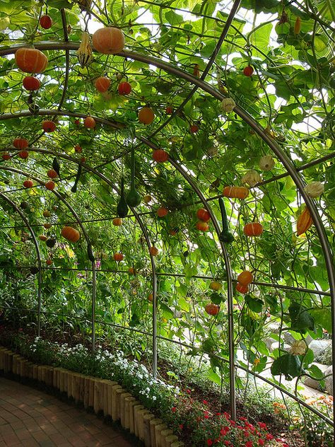 Replace grape vines with gourds? Gourd Trellis, Lots Of Plants, Backyard Vegetable Gardens, Have Inspiration, Home Vegetable Garden, Vegetable Garden Design, Fruit Garden, Perfect Garden, Garden Trellis