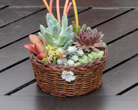 Small Baskets, Cute Basket, Small Basket, Succulents In Containers, Small Succulents, Succulent Arrangements, Cactus Y Suculentas, Cactus And Succulents, Rock Garden