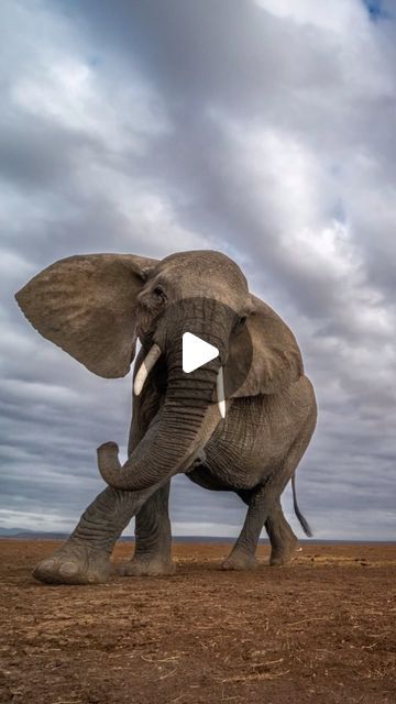 Pubity on Instagram: "Looks like it was worth it 👏

(Via: @yarinklein_wild_photography)

-
#wildlife #wild #elephants #photography #photooftheday #pubity" Elephants Photography, Elephant Photography, Wild Photography, Photography Wildlife, Wild Elephant, March 16, Worth It, Animal Photography, Elephant